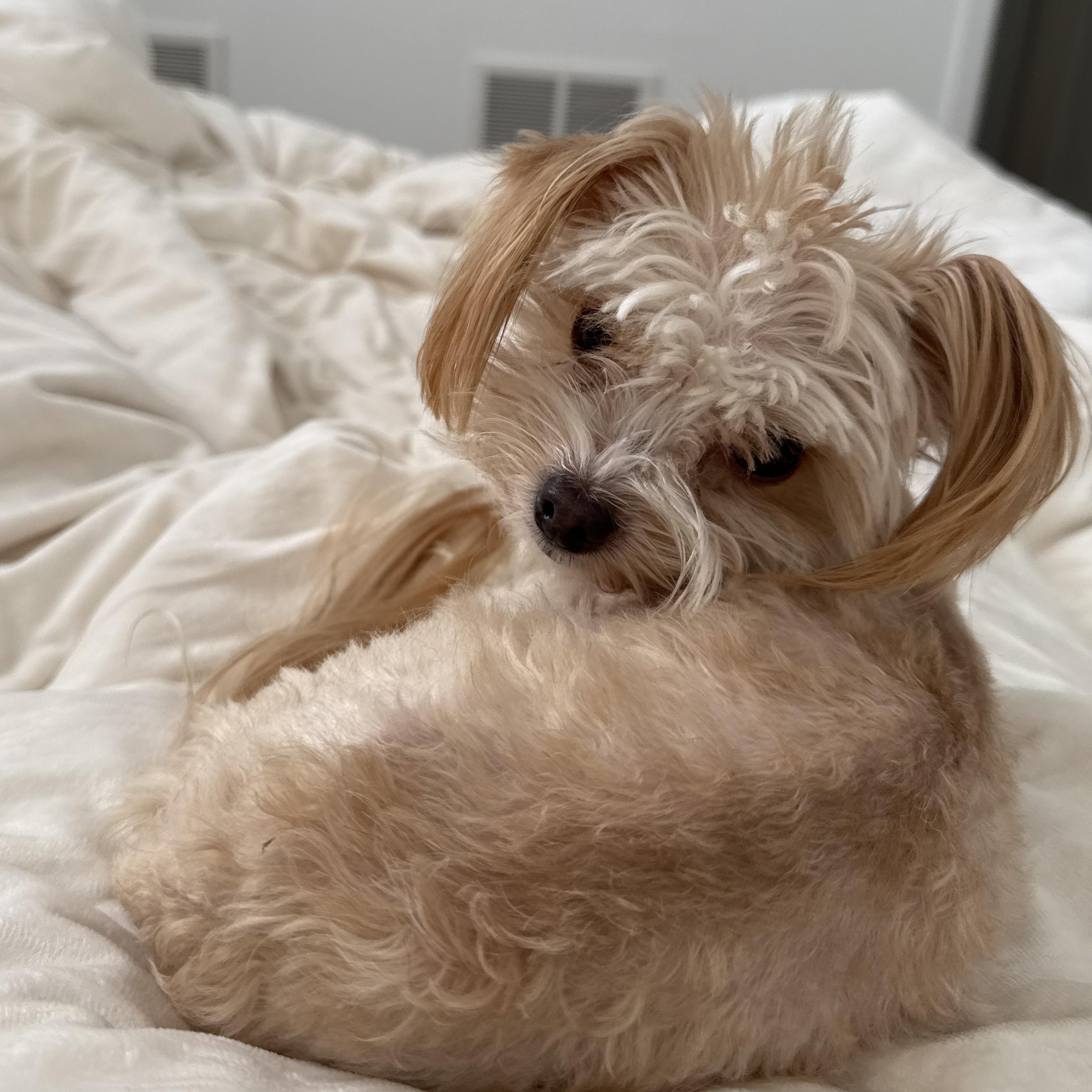 Enlarge Victor, a ADOPTABLE mixed breed in Abington, PA image 2/6