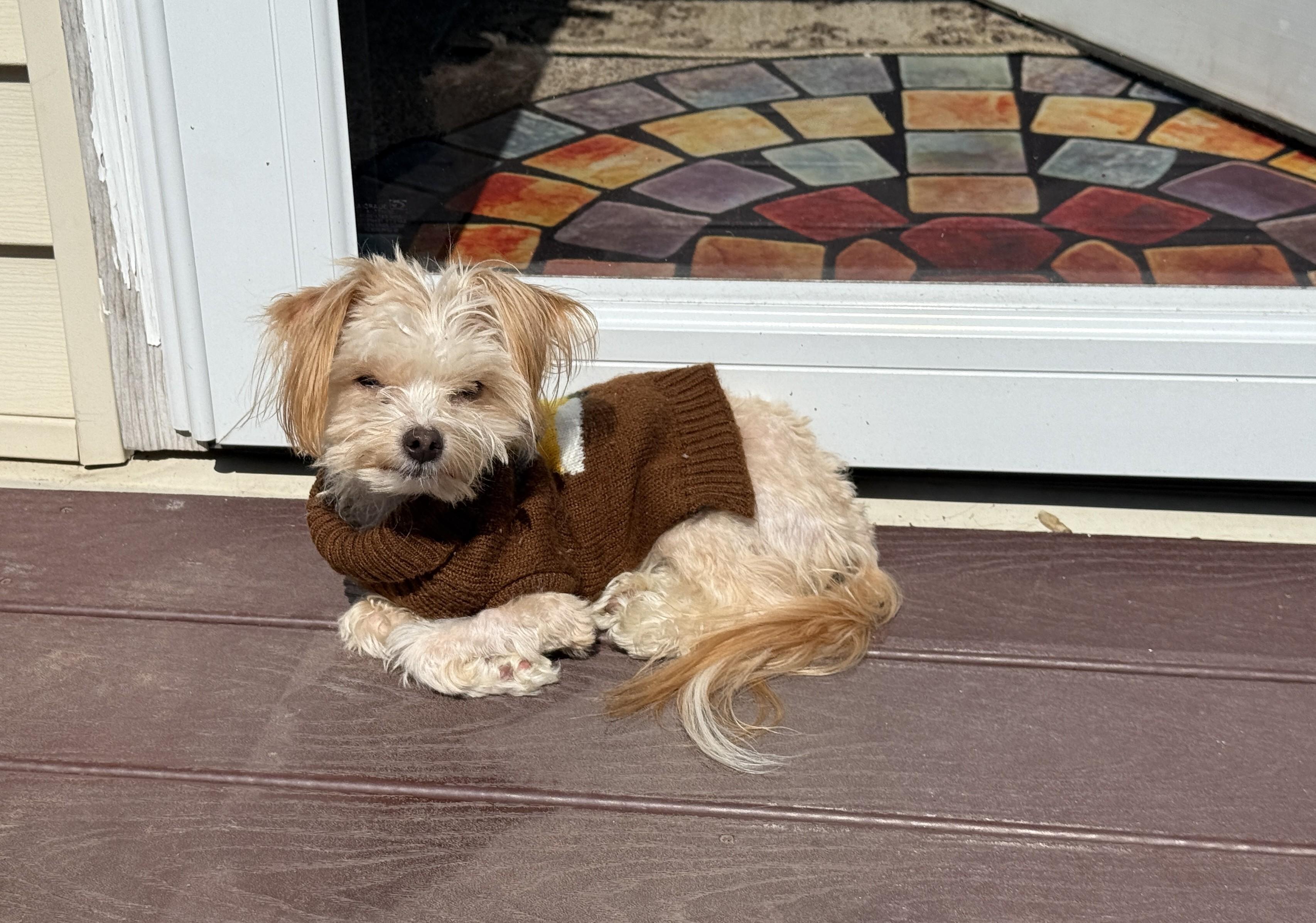 Enlarge Victor, a ADOPTABLE mixed breed in Abington, PA image 6/6