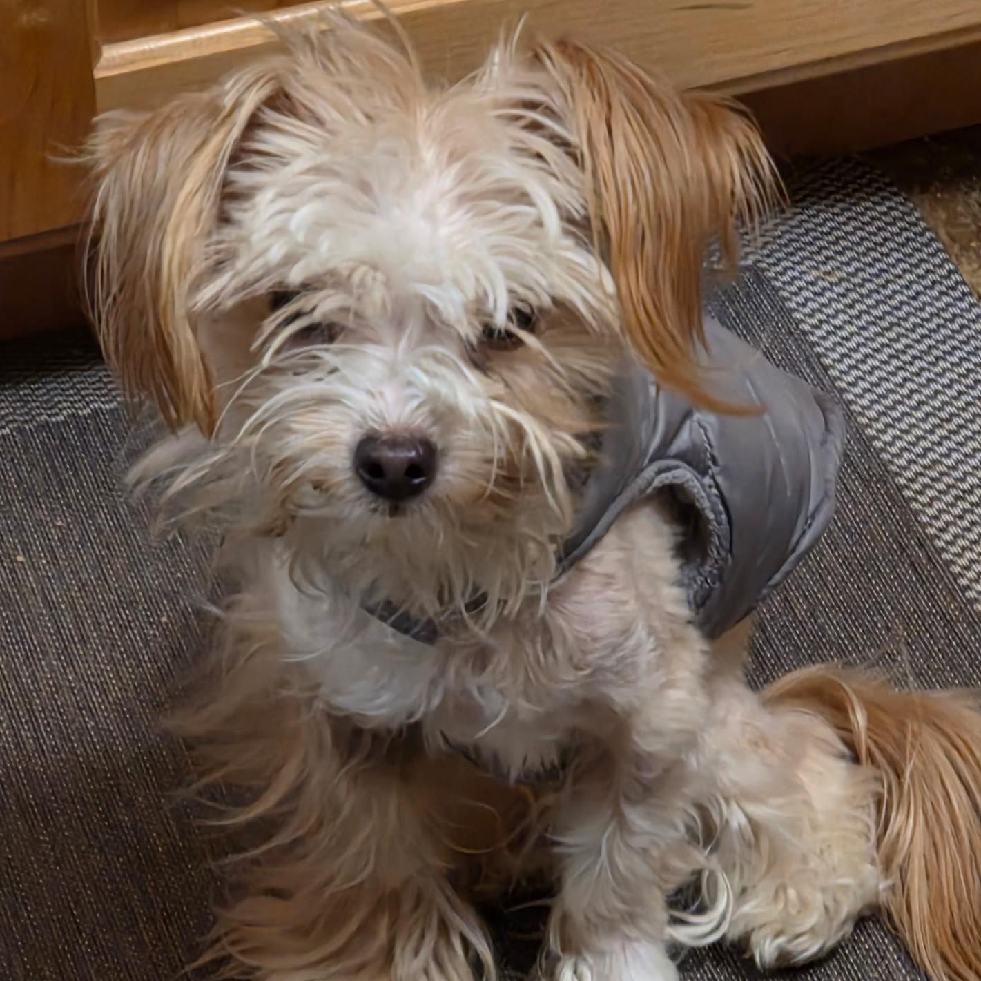 Enlarge Victor, a ADOPTABLE mixed breed in Abington, PA image 4/6