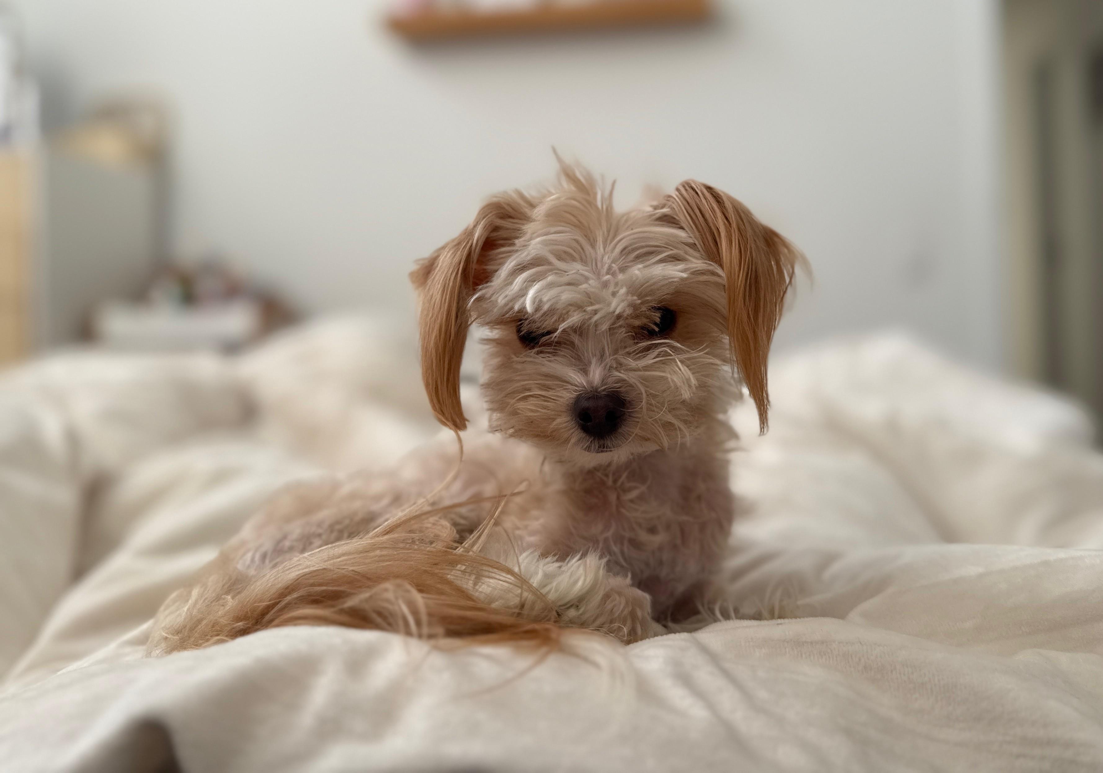 Victor, ADOPTABLE, Young Male Maltipoo.