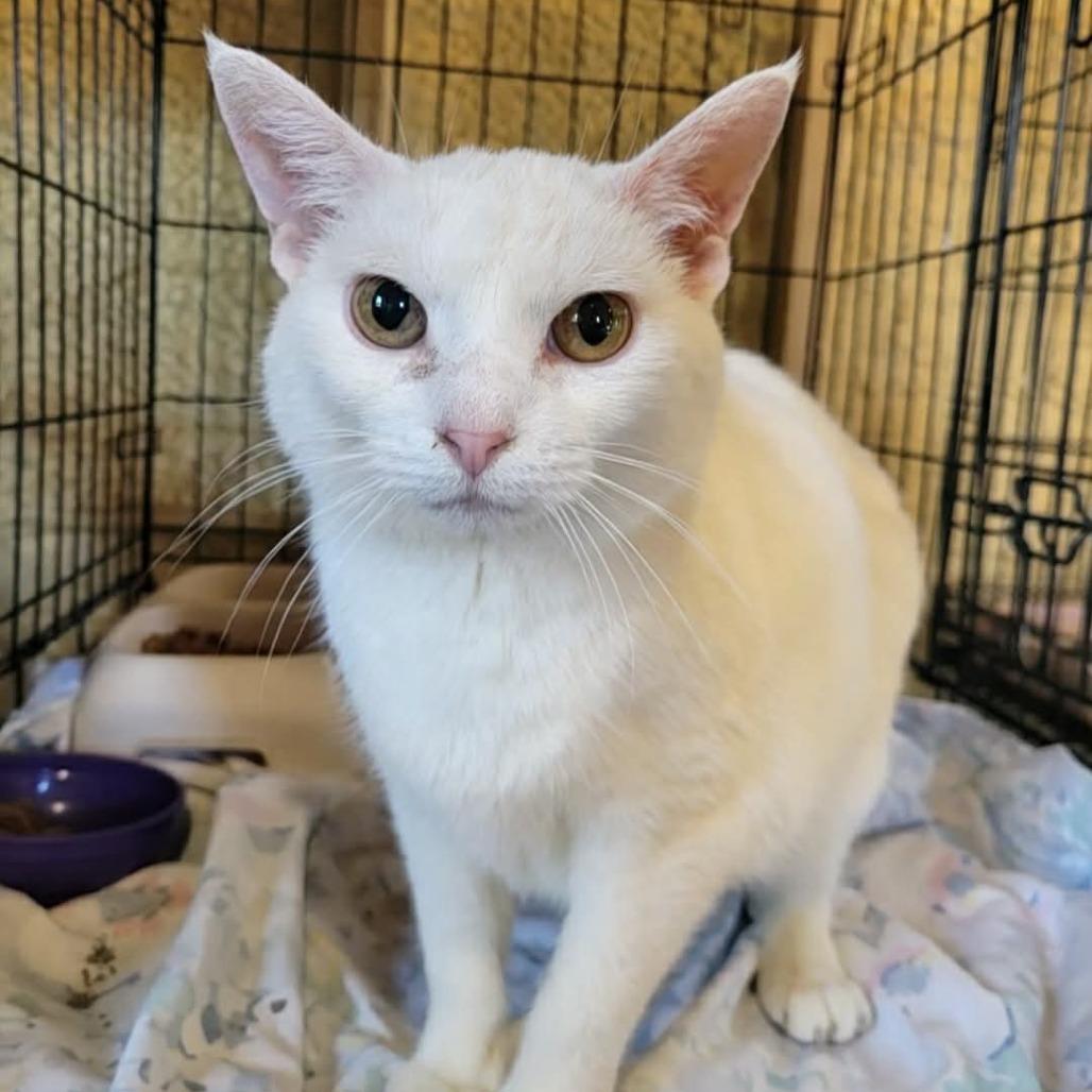 Enlarge Blossom, a Adoptable Domestic Short Hair in Park Falls, WI image 1/1