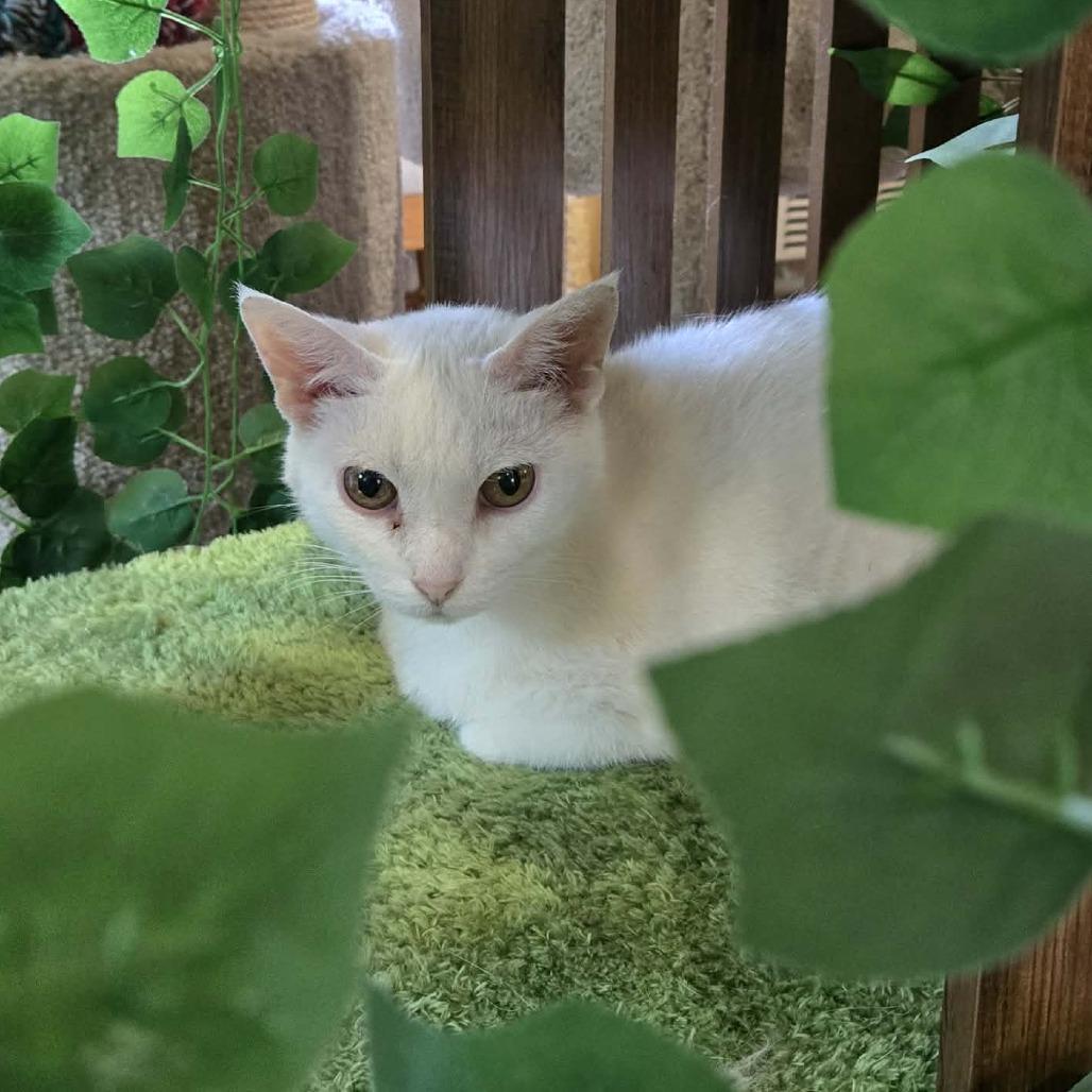 Enlarge Blossom, a Adoptable Domestic Short Hair in Park Falls, WI image 1/1