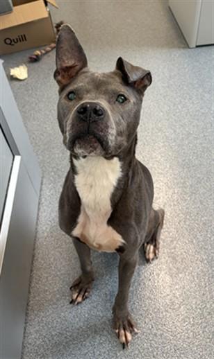 Enlarge HEDWIG, a Adoptable mixed breed in Toledo, OH image 1/1