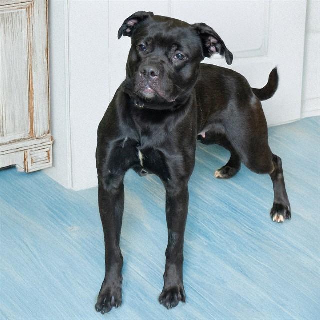 CHESTNUT, Adoptable, Young Female Pit Bull Terrier.