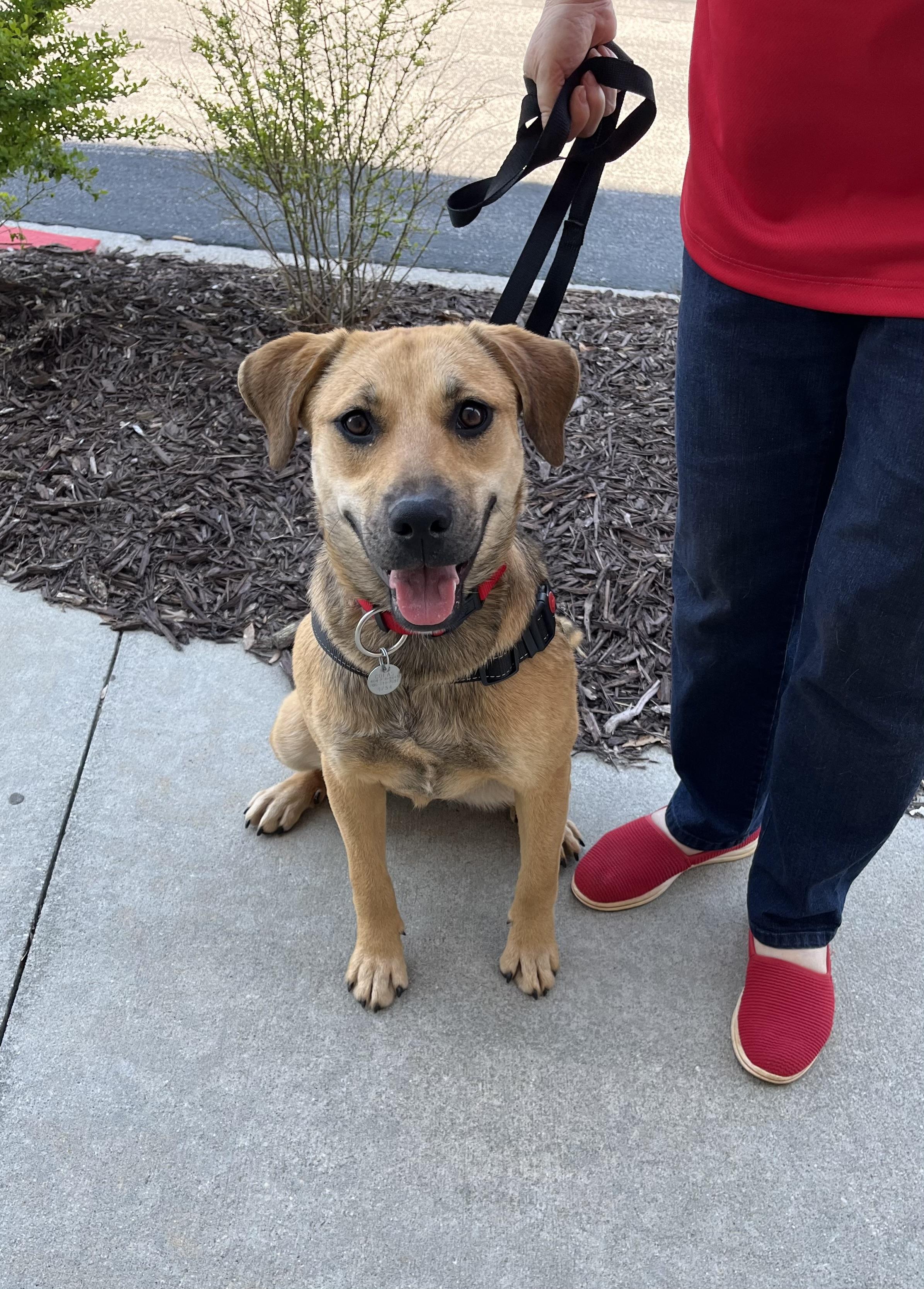Enlarge Fern, a Adoptable Shepherd in Greensboro, GA image 2/4