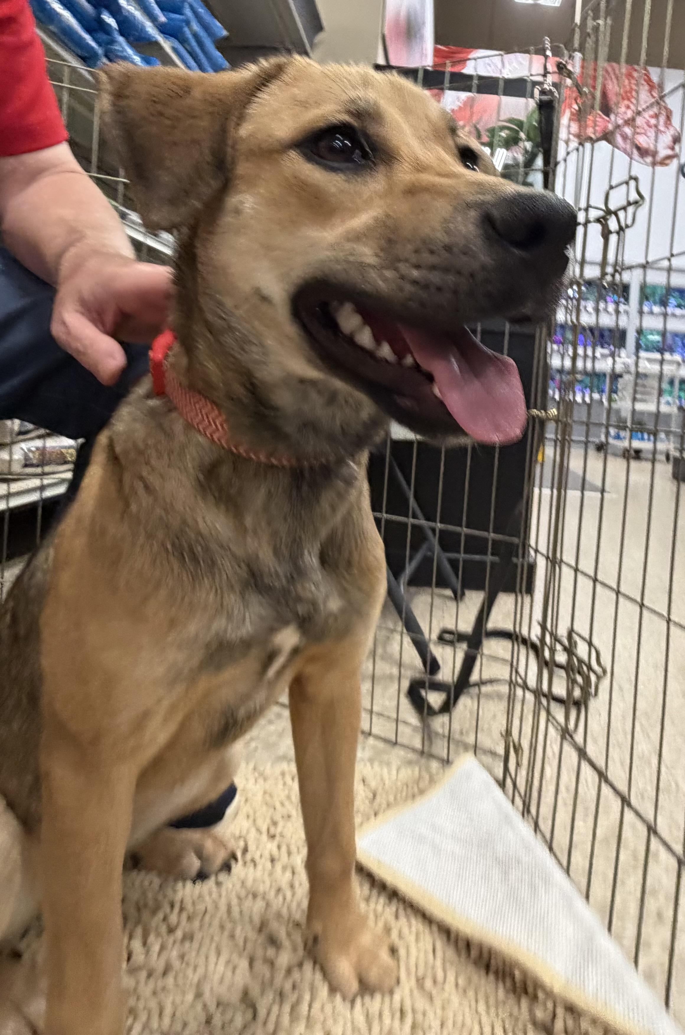 Enlarge Fern, a Adoptable Shepherd in Greensboro, GA image 3/4