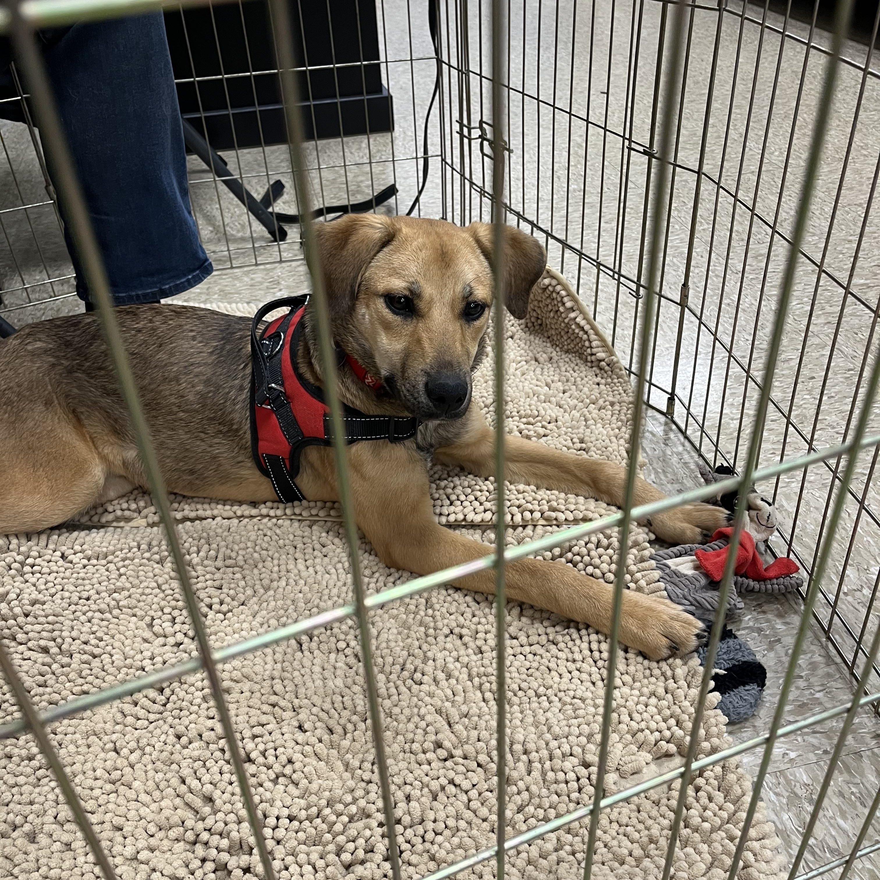 Enlarge Fern, a Adoptable Shepherd in Greensboro, GA image 4/4