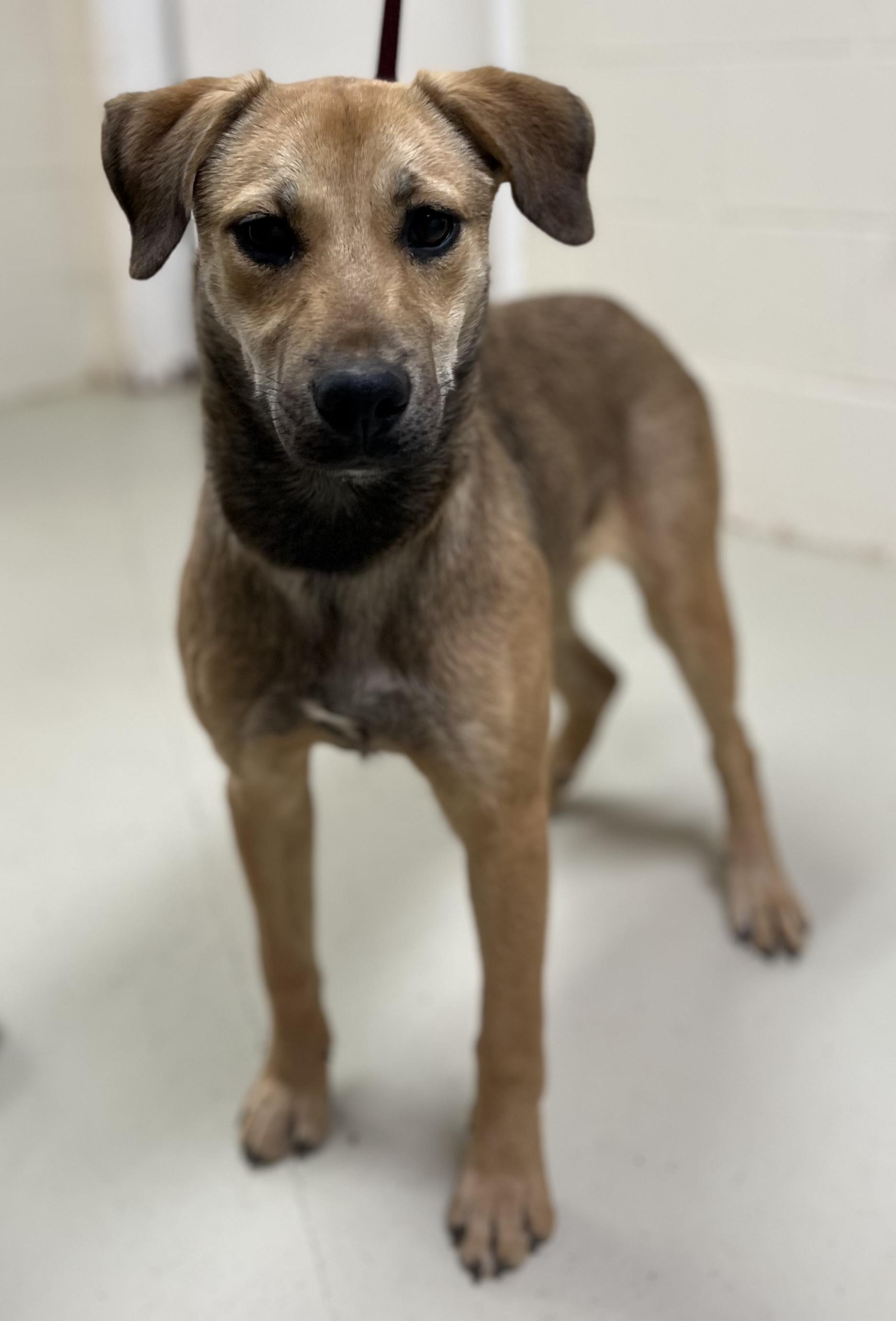 Enlarge Fern, a Adoptable Shepherd in Greensboro, GA image 1/4
