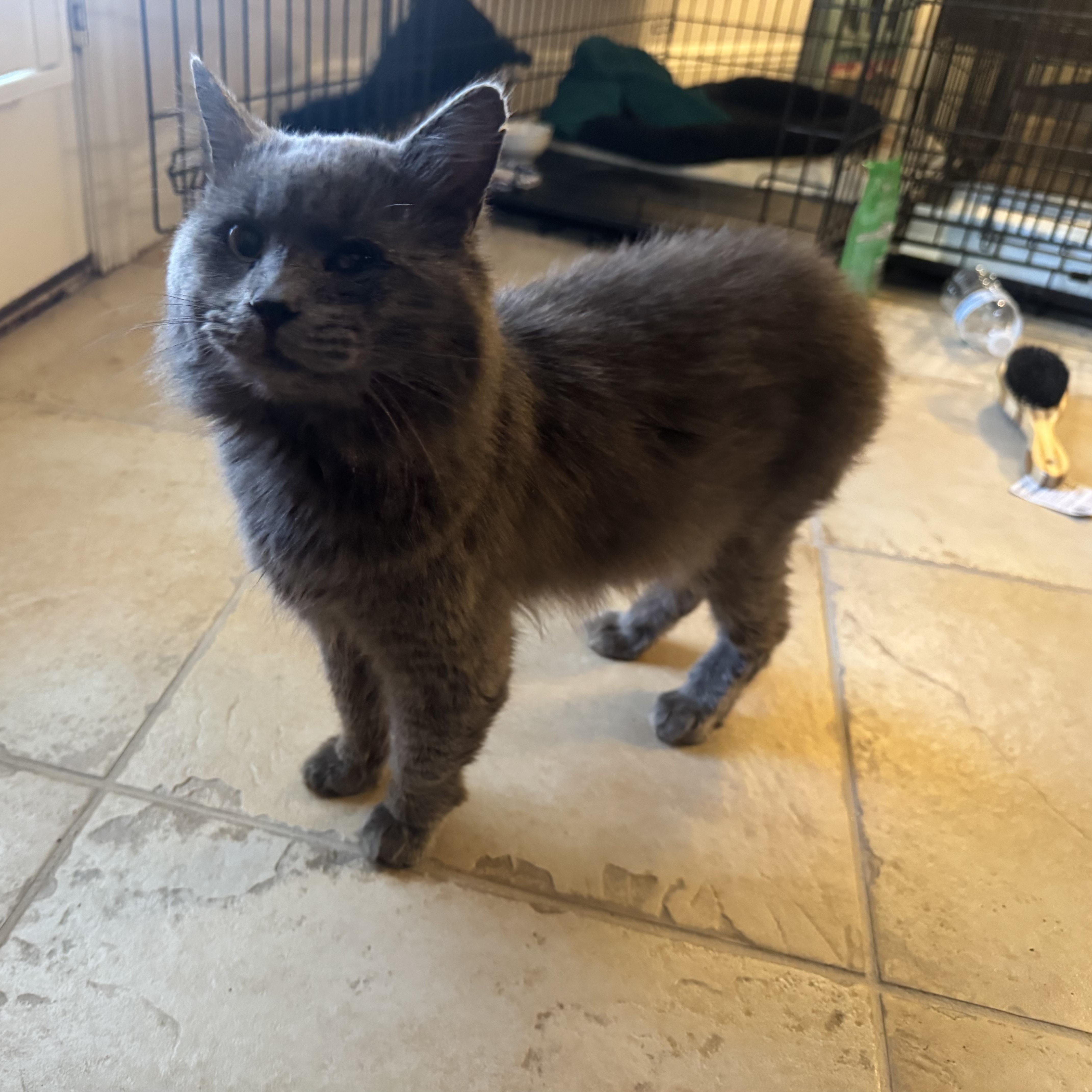 Fluffy, ADOPTABLE, Adult Male Domestic Medium Hair.