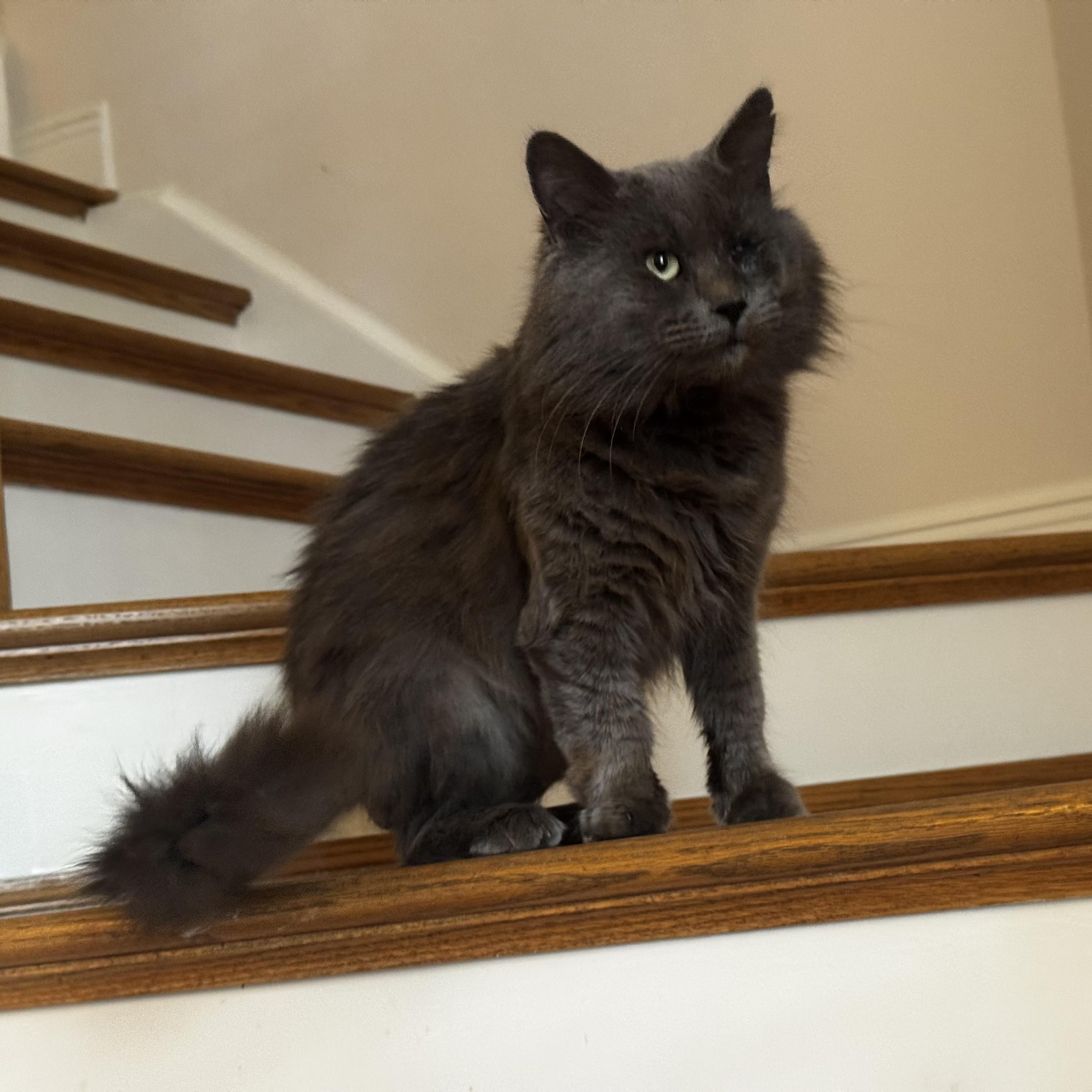 Fluffy, a ADOPTABLE Domestic Medium Hair in Bonita Springs, FL image 2/3
