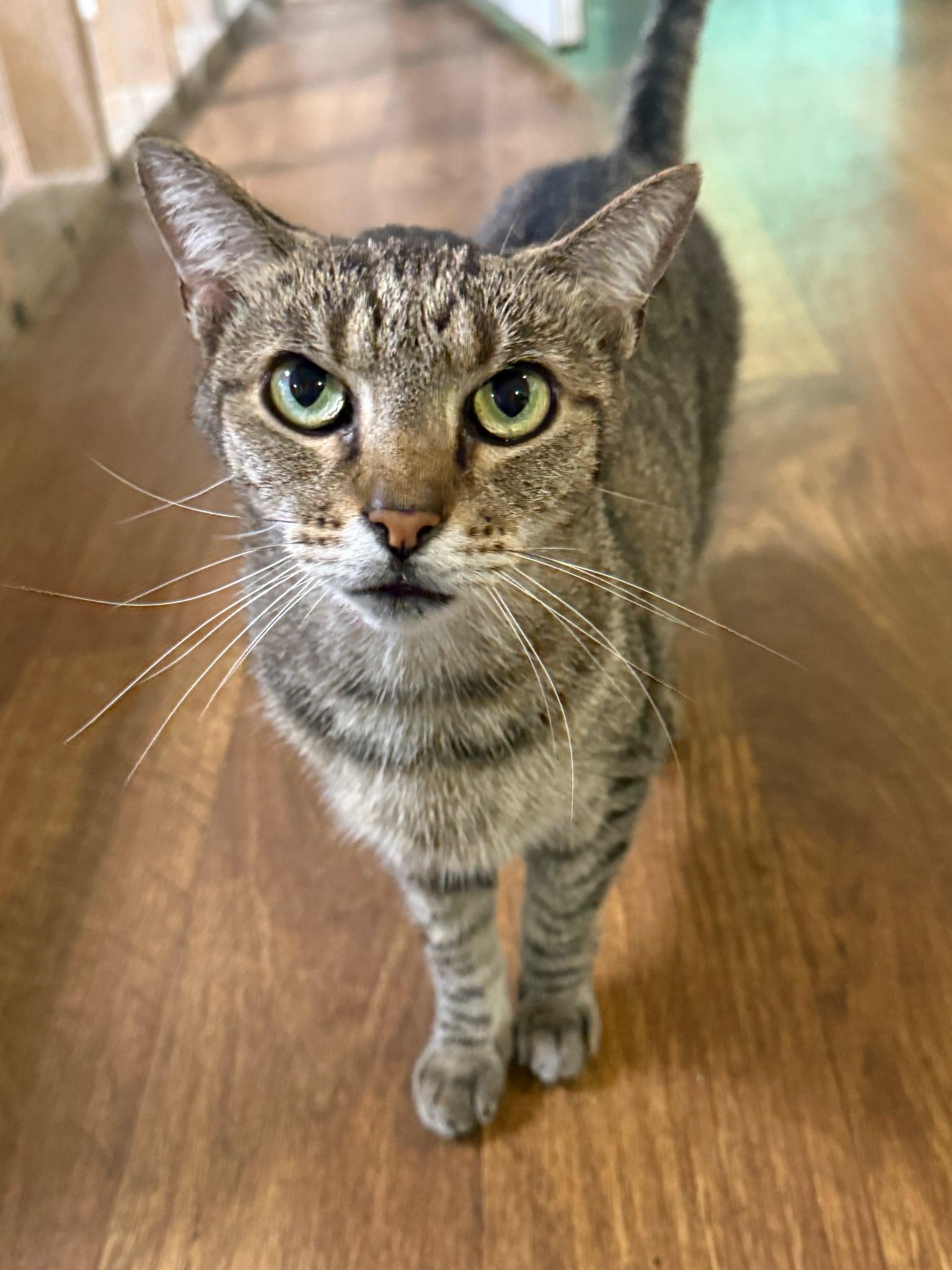 Enlarge Khloe, a Adoptable Domestic Short Hair in Talbott, TN image 1/3