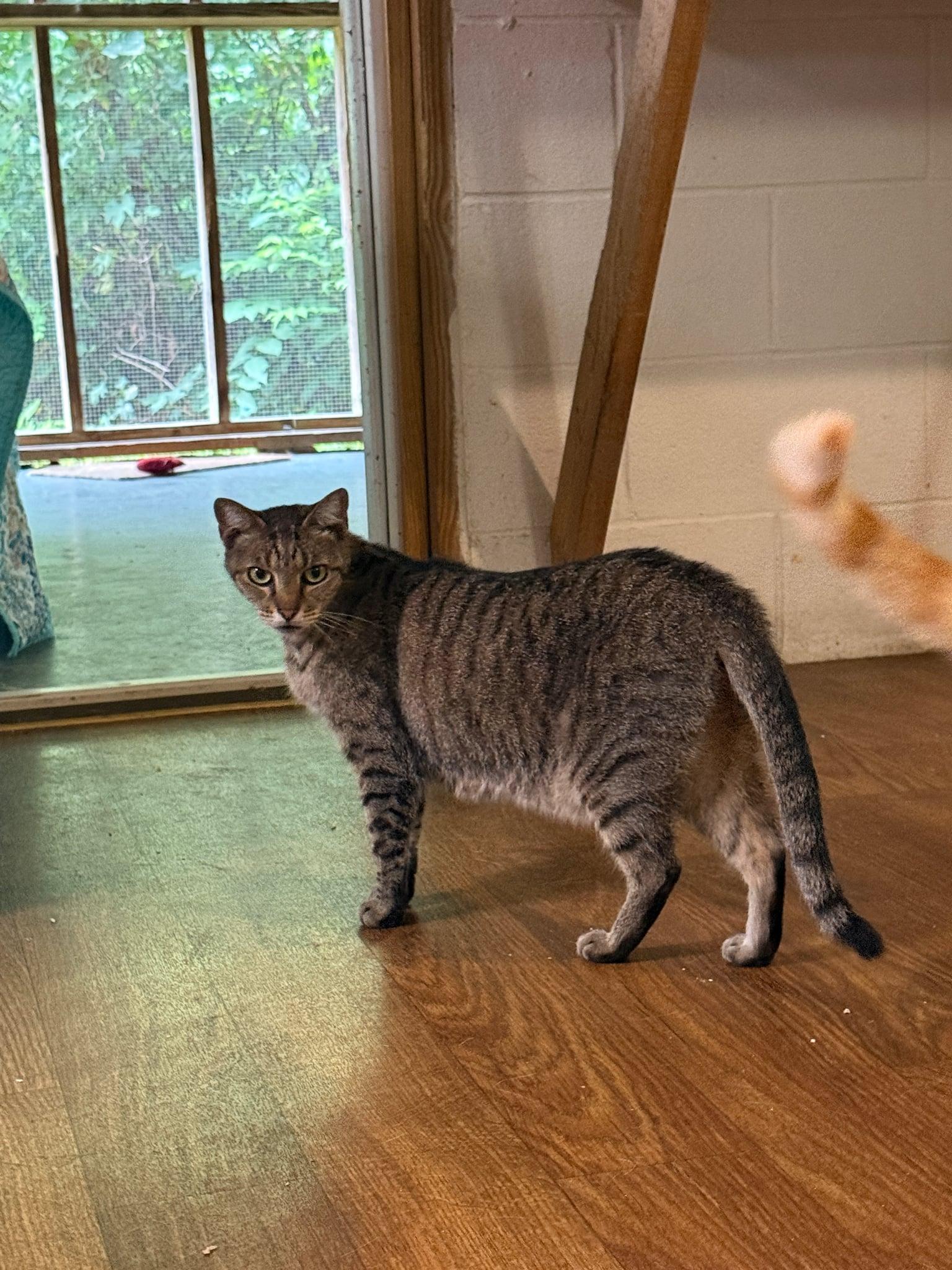 Enlarge Khloe, a Adoptable Domestic Short Hair in Talbott, TN image 2/3