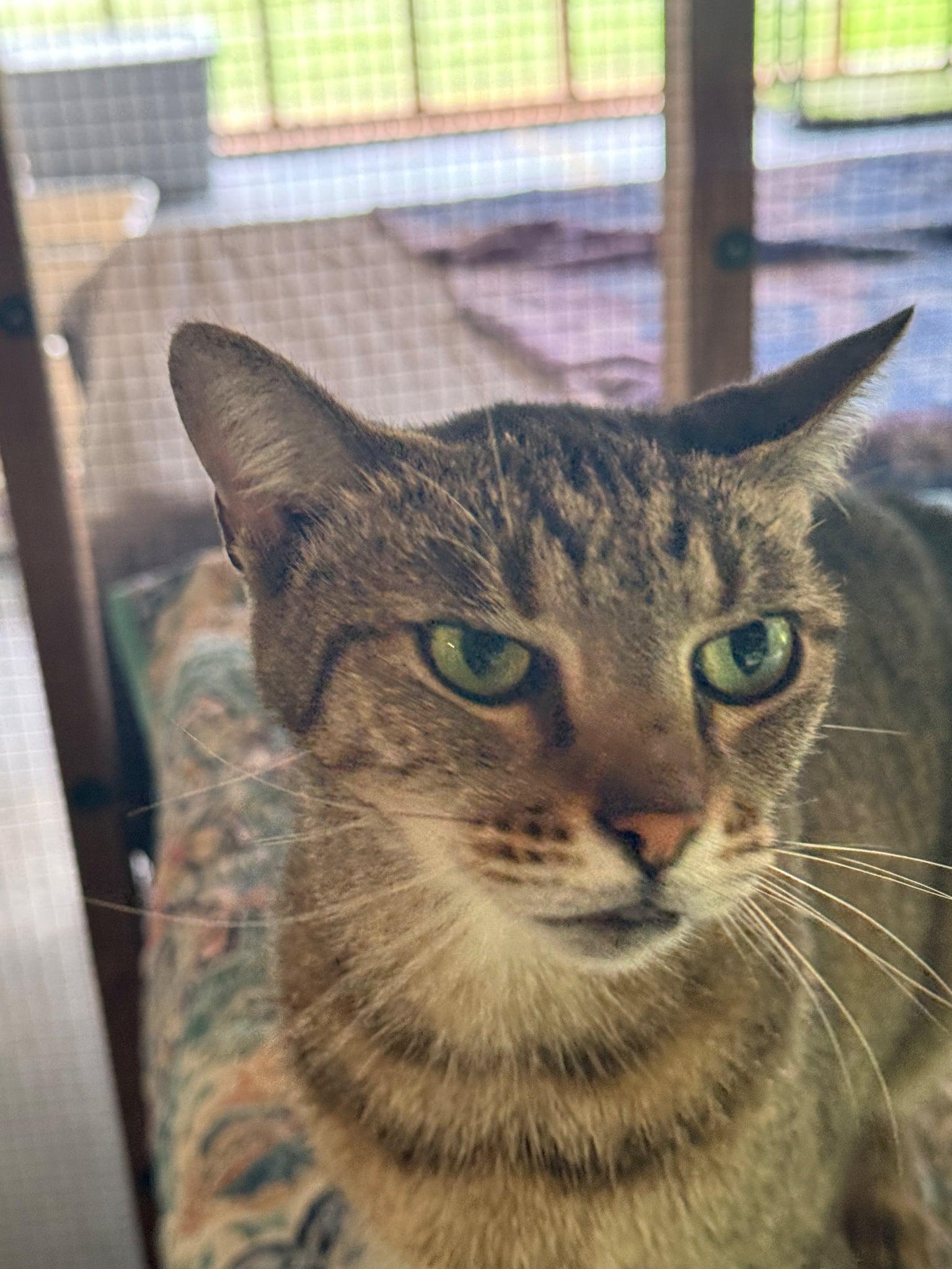 Enlarge Khloe, a Adoptable Domestic Short Hair in Talbott, TN image 3/3