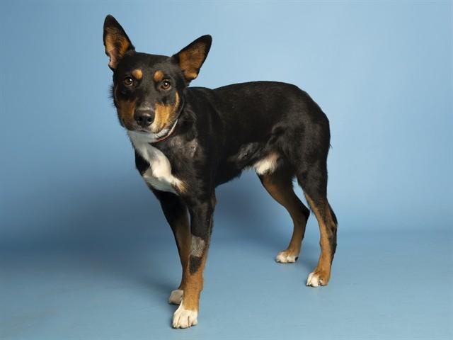 ROSCOE, Adoptable, Young Male German Shepherd Dog & Mixed Breed.