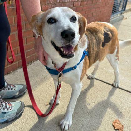 Bootleg, Adoptable, Adult Male Hound & Mixed Breed.