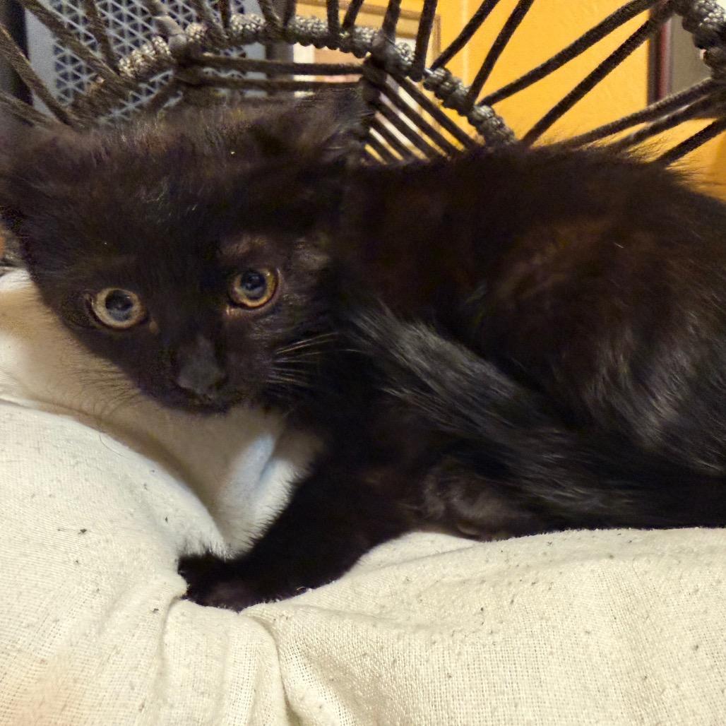 Brownie, Adoptable, Kitten Female Domestic Long Hair.