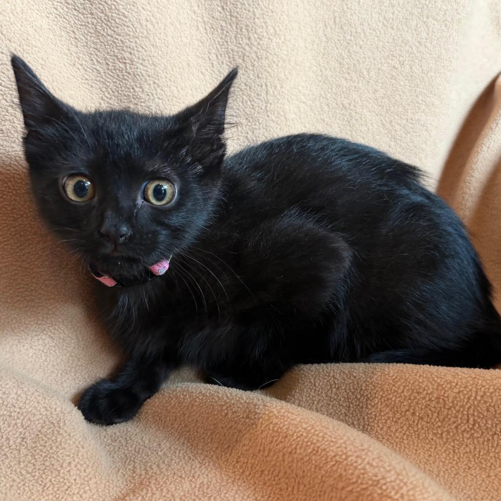 Brownie, a Adoptable Domestic Long Hair in Flower Mound, TX image 2/6