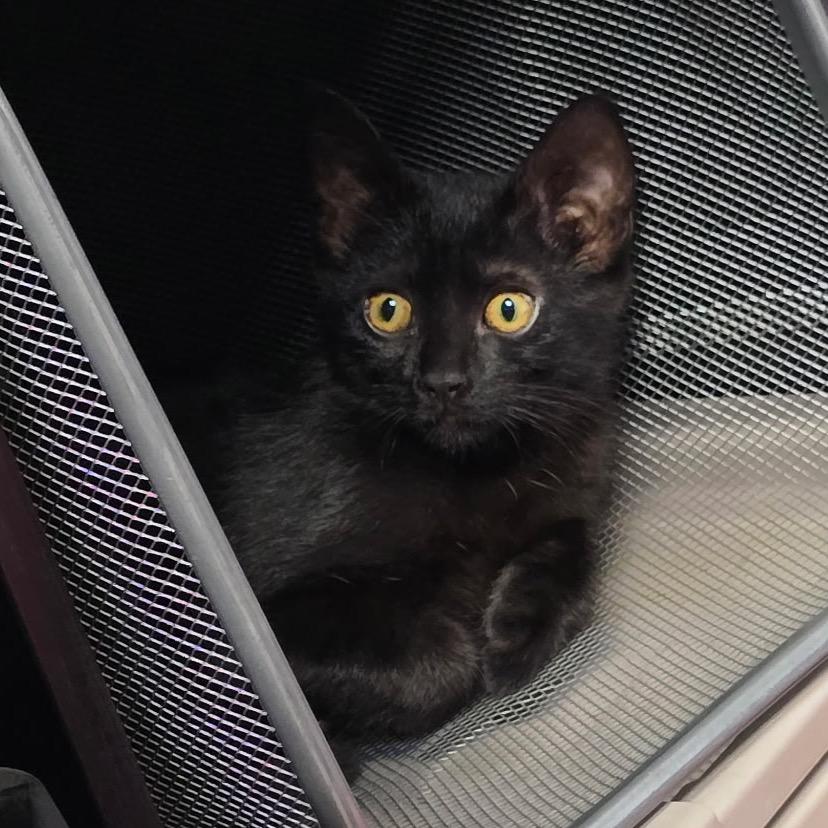 Brownie, a Adoptable Domestic Long Hair in Flower Mound, TX image 3/6
