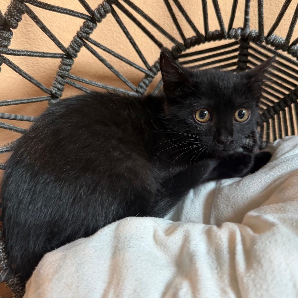 Brownie, a Adoptable Domestic Long Hair in Flower Mound, TX image 4/6