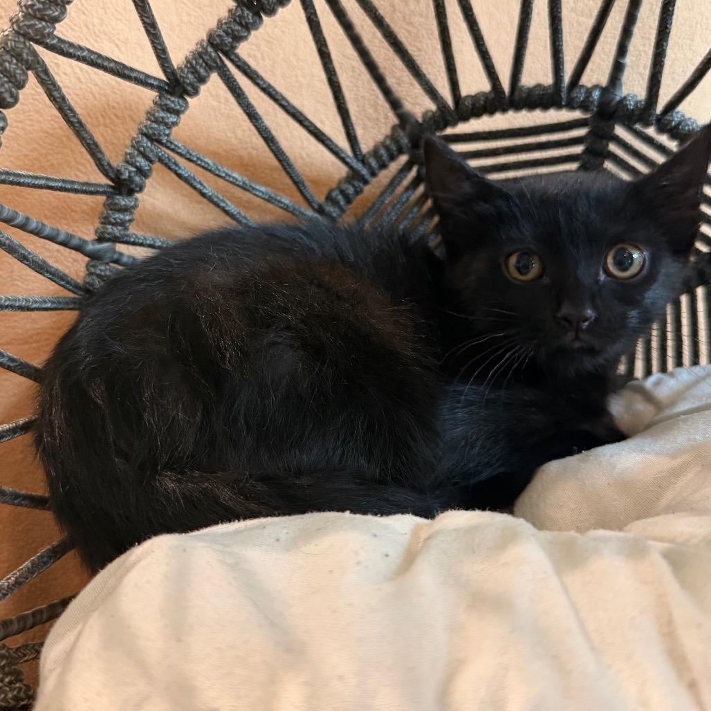 Brownie, a Adoptable Domestic Long Hair in Flower Mound, TX image 5/6