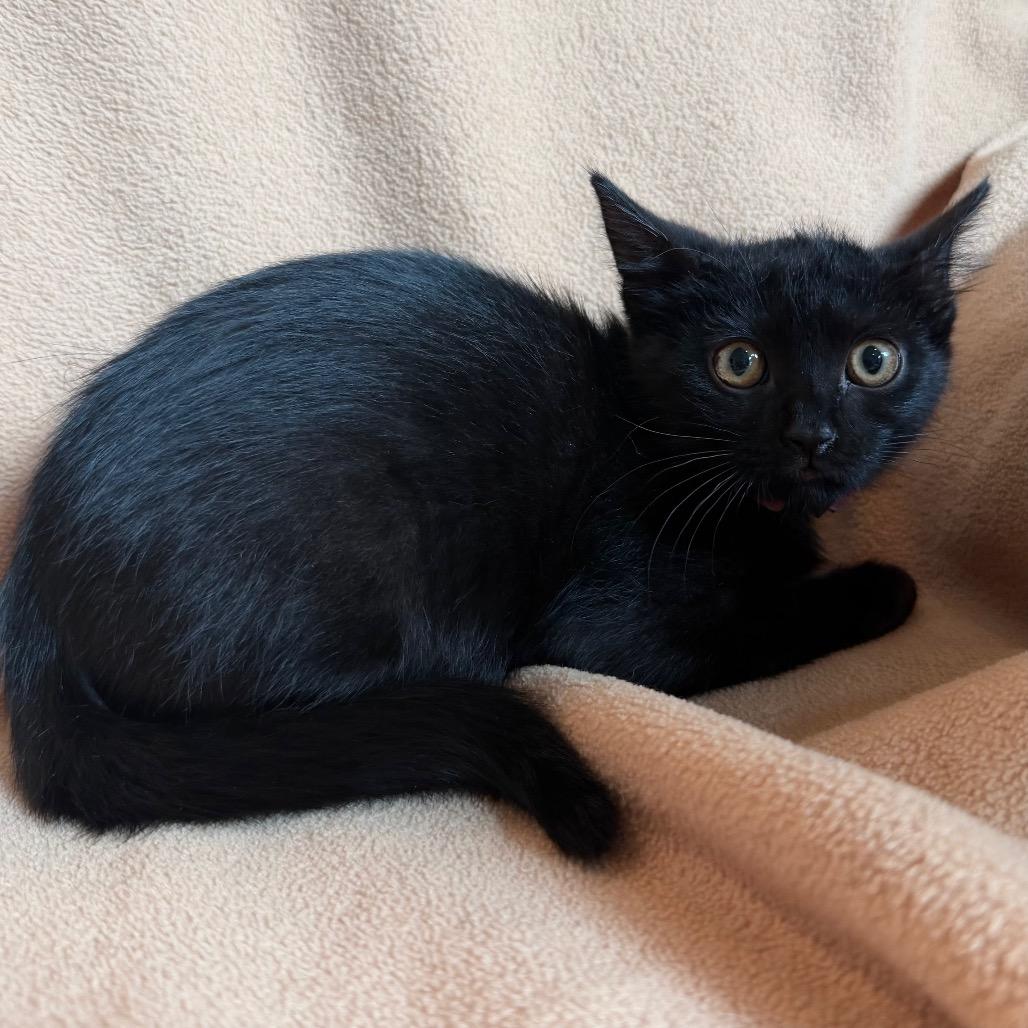 Brownie, a Adoptable Domestic Long Hair in Flower Mound, TX image 6/6