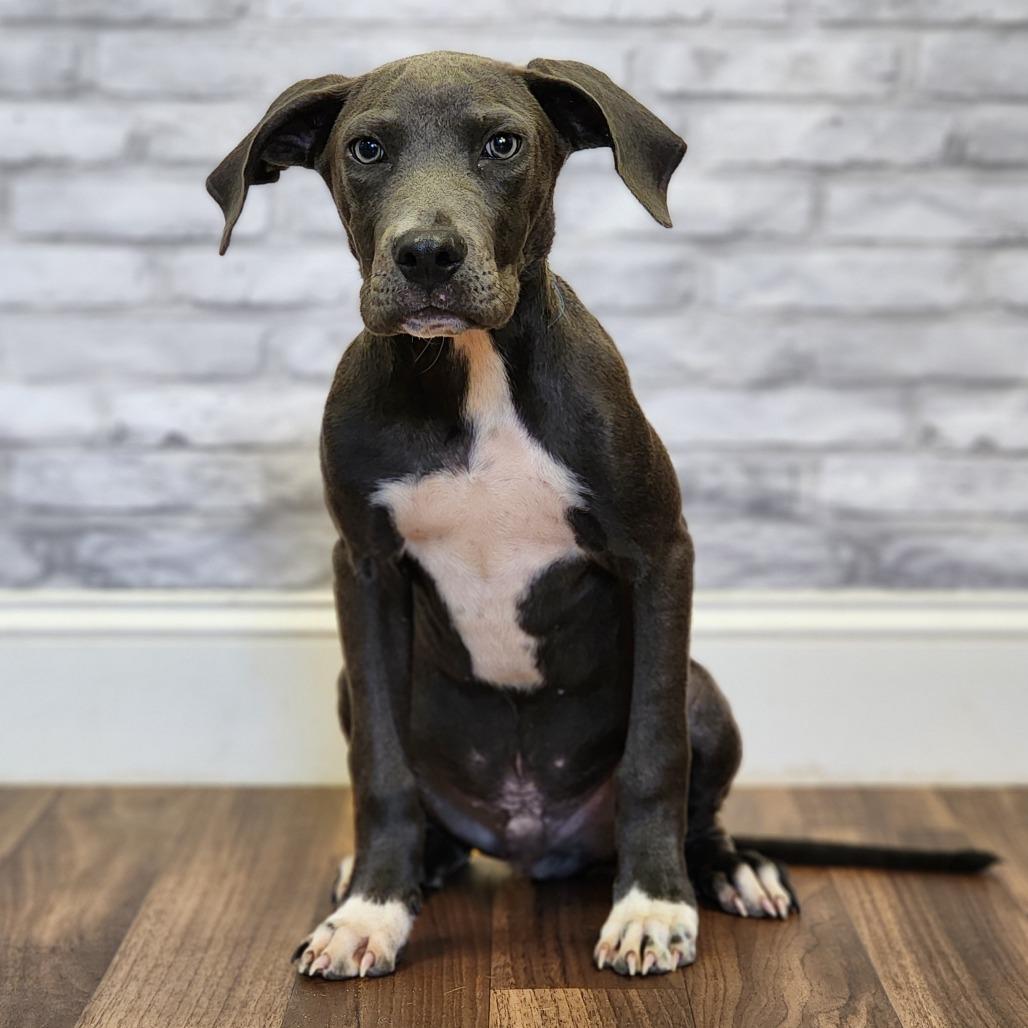 Pasco, Adoptable, Puppy Male Terrier.