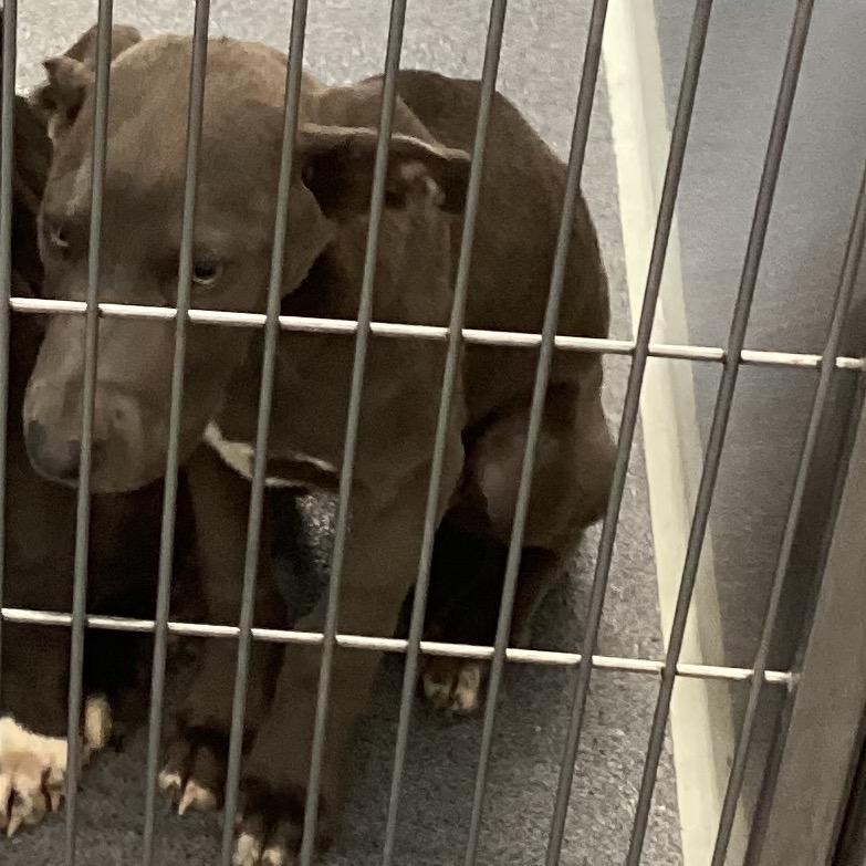 Enlarge Pasco, a Adoptable Terrier in Montgomery, AL image 2/3