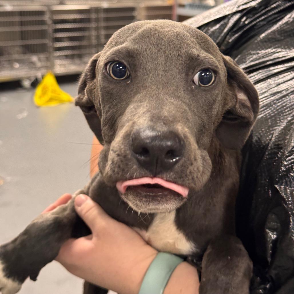 Enlarge Pasco, a Adoptable Terrier in Montgomery, AL image 3/3