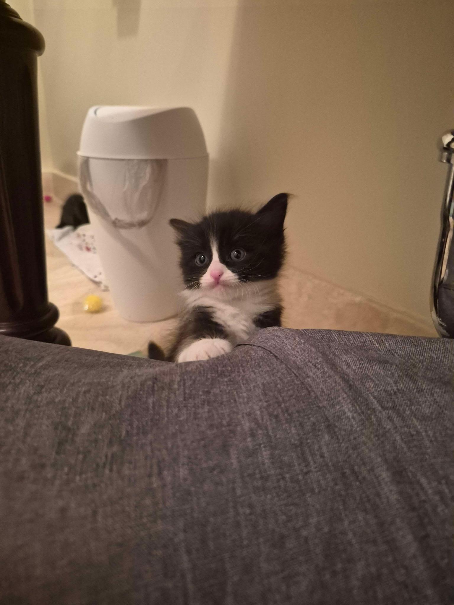 Enlarge Jet, a ADOPTABLE Domestic Medium Hair in Chandler, AZ image 3/3