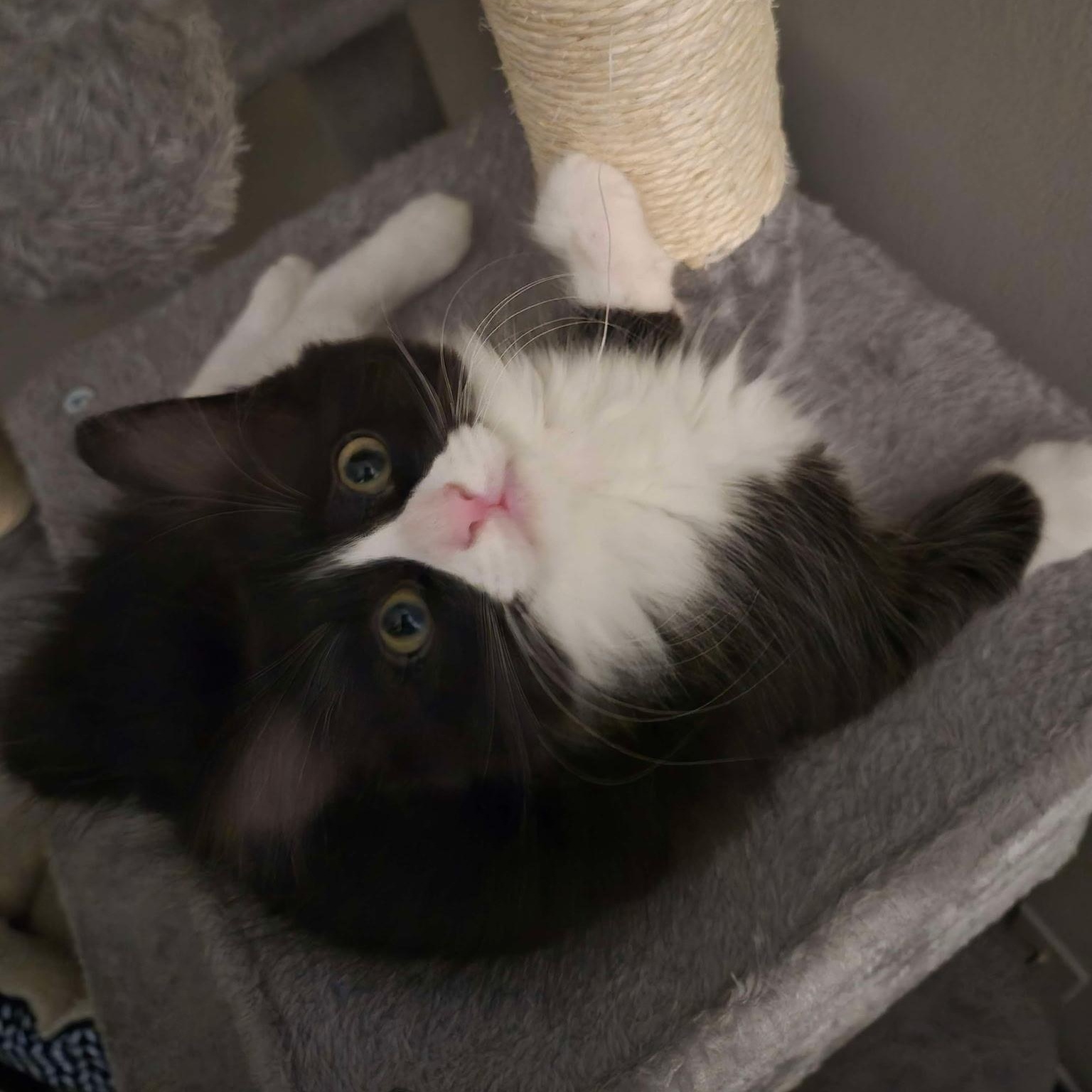 Enlarge Jet, a ADOPTABLE Domestic Medium Hair in Chandler, AZ image 1/3