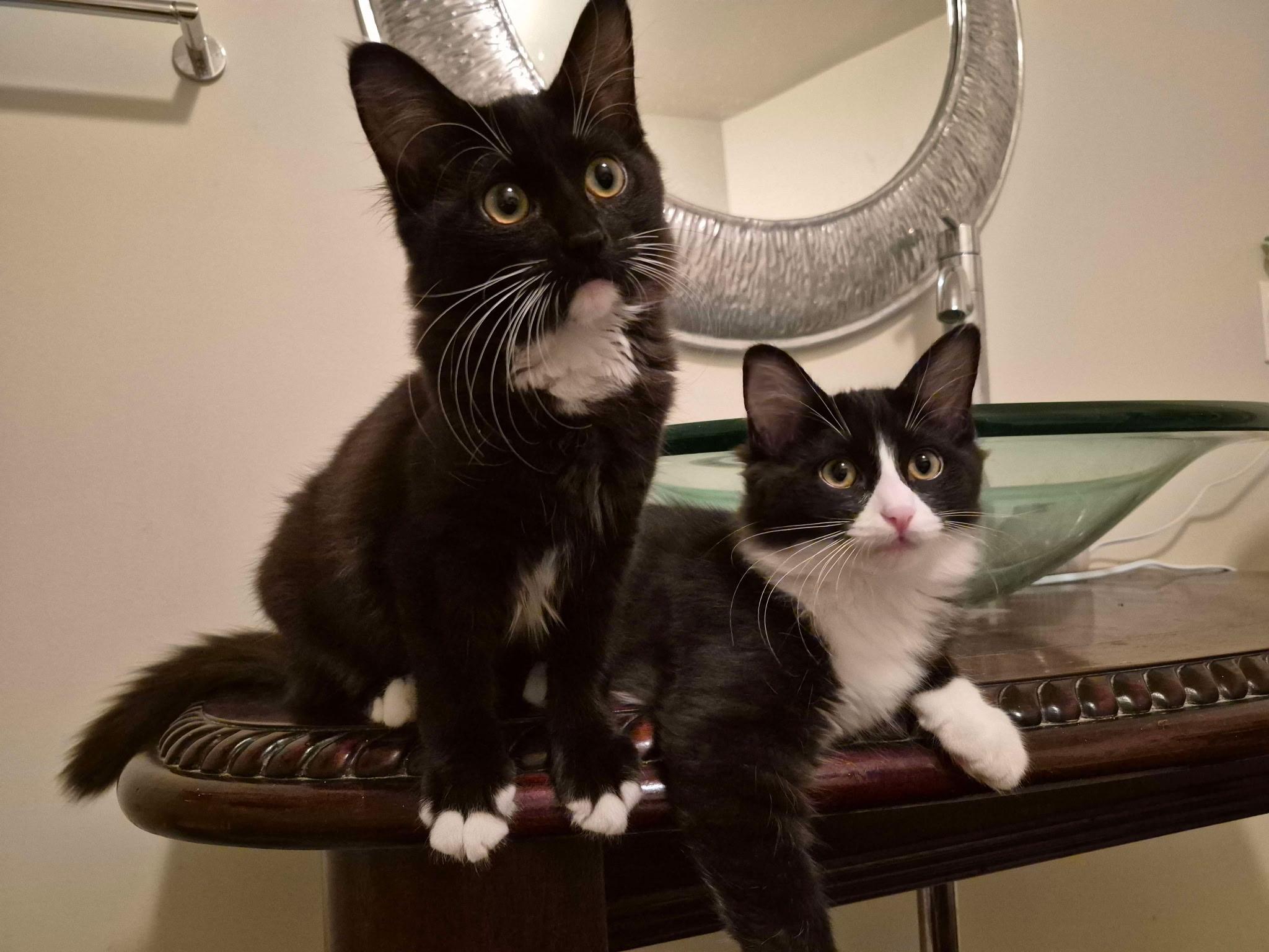 Enlarge Jet, a ADOPTABLE Domestic Medium Hair in Chandler, AZ image 2/3