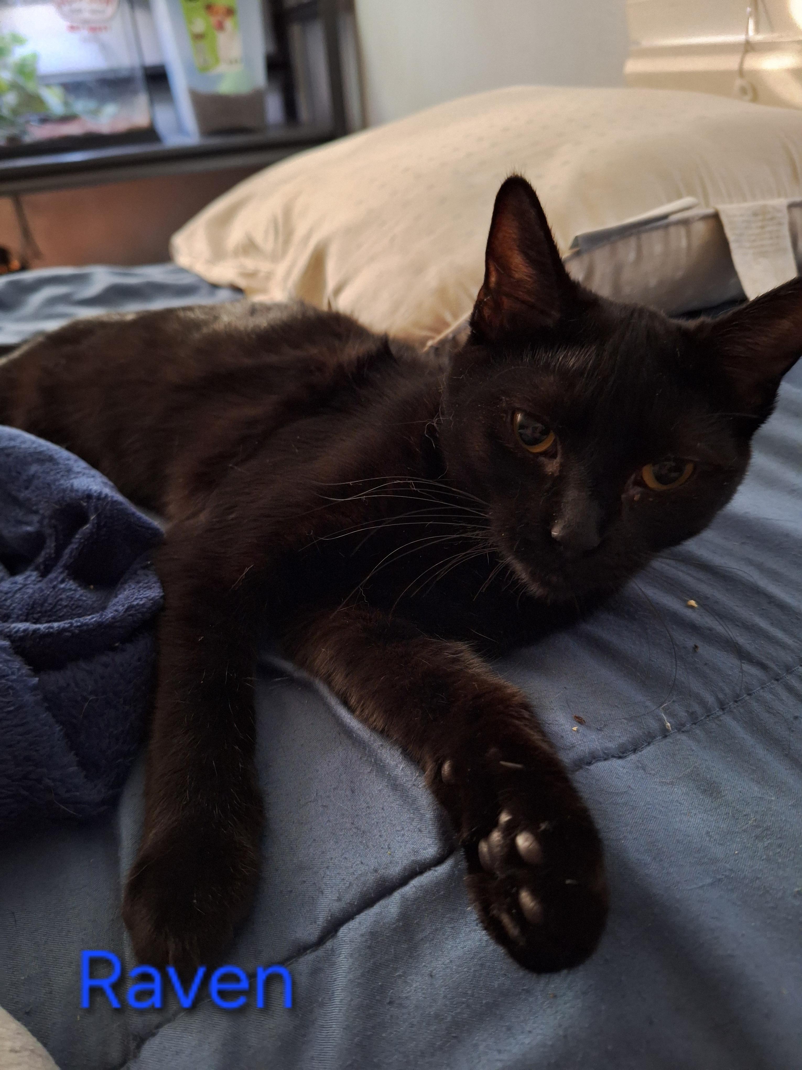 Raven, a ADOPTABLE Domestic Short Hair in Kearney, NE image 2/2