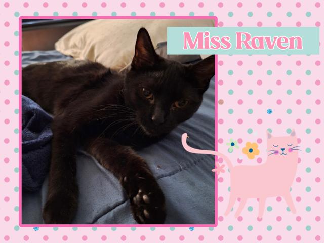 Raven, a ADOPTABLE Domestic Short Hair in Kearney, NE image 1/2