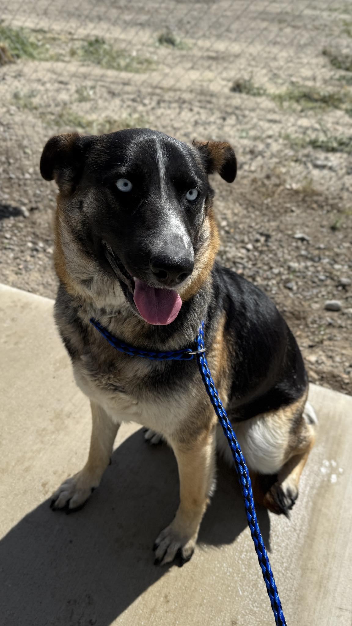 Enlarge Koa, a Adoptable mixed breed in Hollister, CA image 1/4