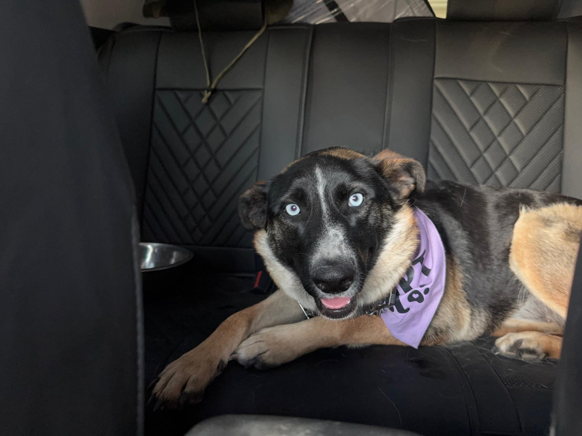 Enlarge Koa, a Adoptable mixed breed in Hollister, CA image 2/4