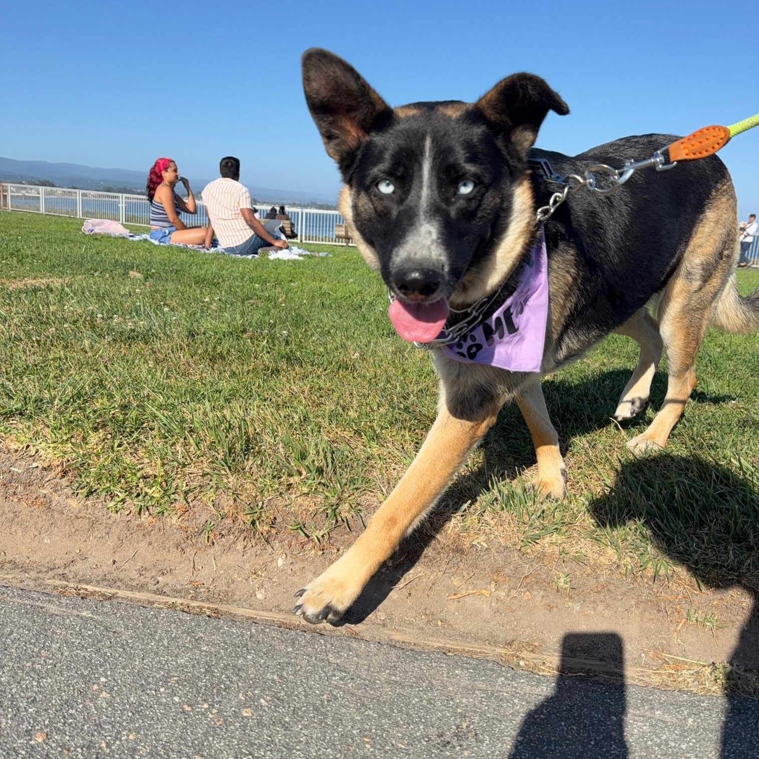 Enlarge Koa, a Adoptable mixed breed in Hollister, CA image 3/4