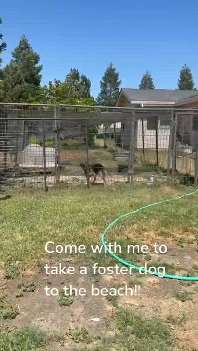 Enlarge Koa, a Adoptable mixed breed in Hollister, CA video 4/4