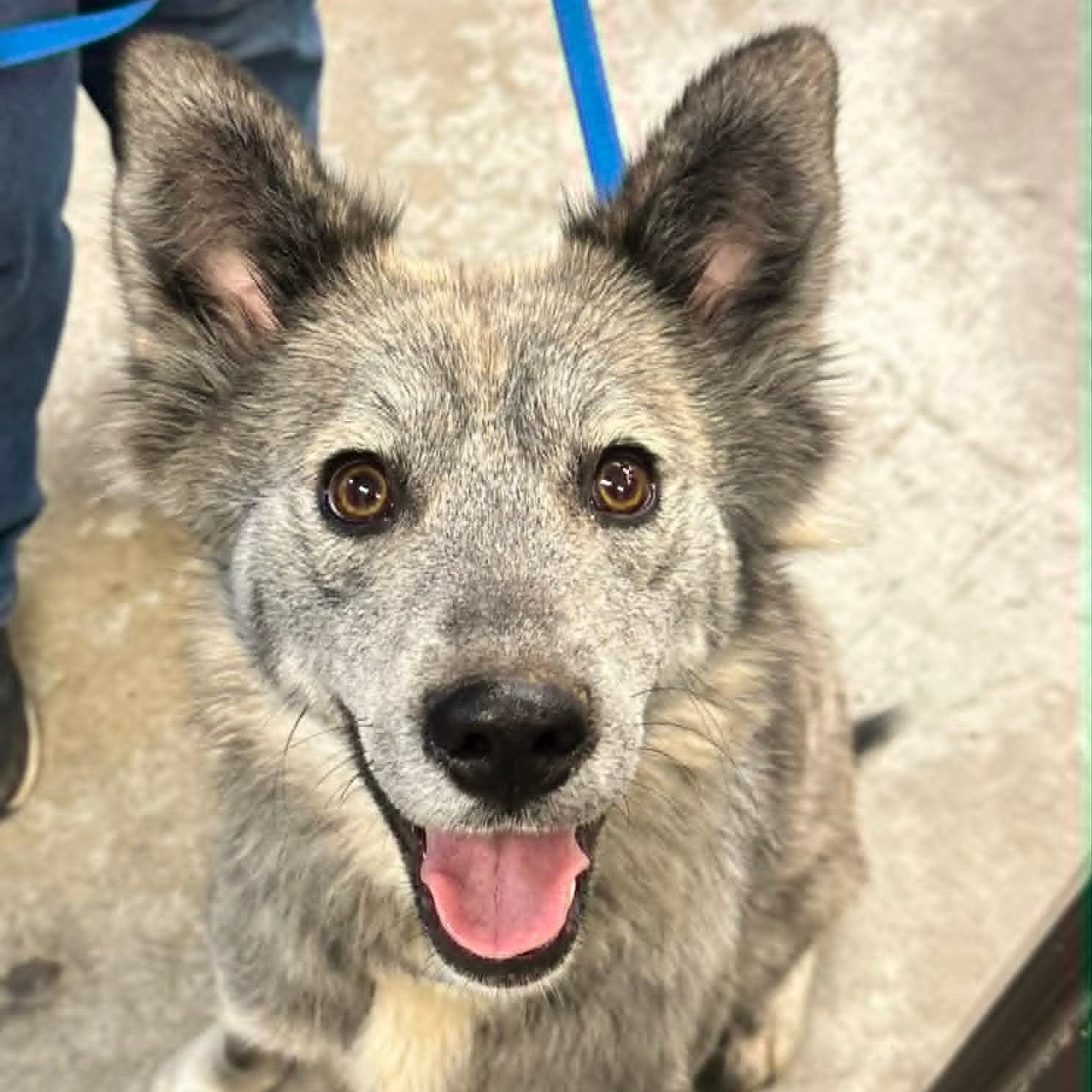 Paige, Adoptable, Adult Female Border Collie.