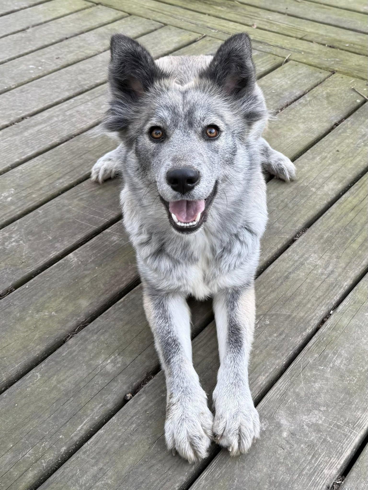 Enlarge Paige, a Adoptable mixed breed in Chestertown, MD image 1/1