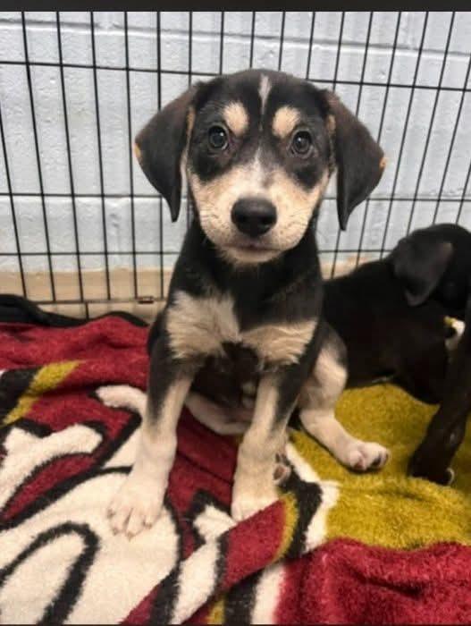 Butterscotch, Adoptable, Puppy Female Labrador Retriever.