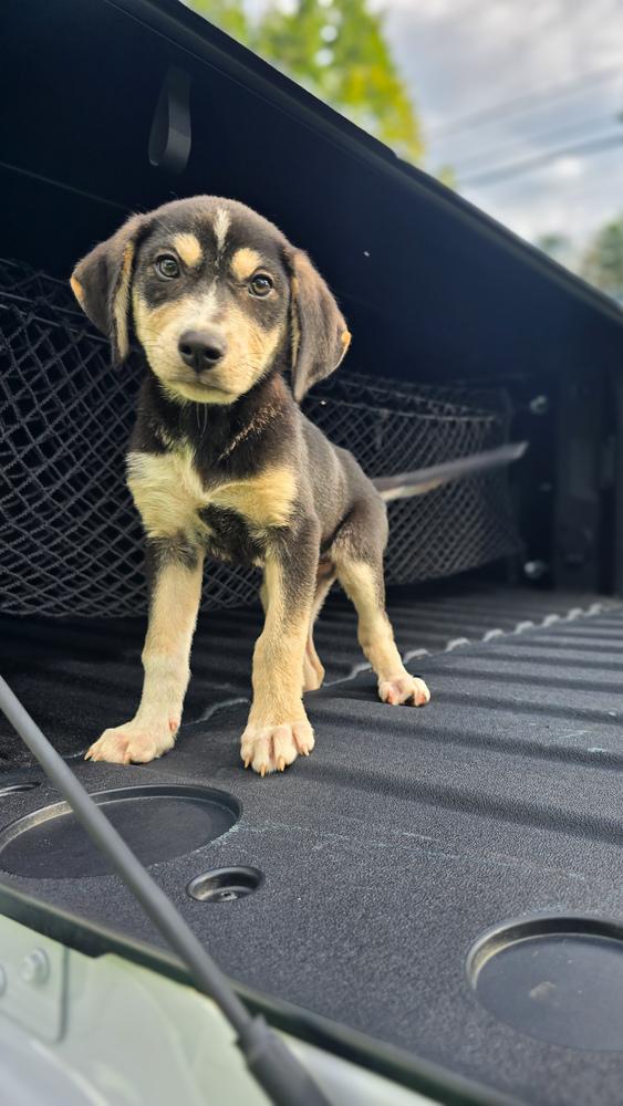 Enlarge Butterscotch, a Adoptable mixed breed in Statesville, NC image 2/6
