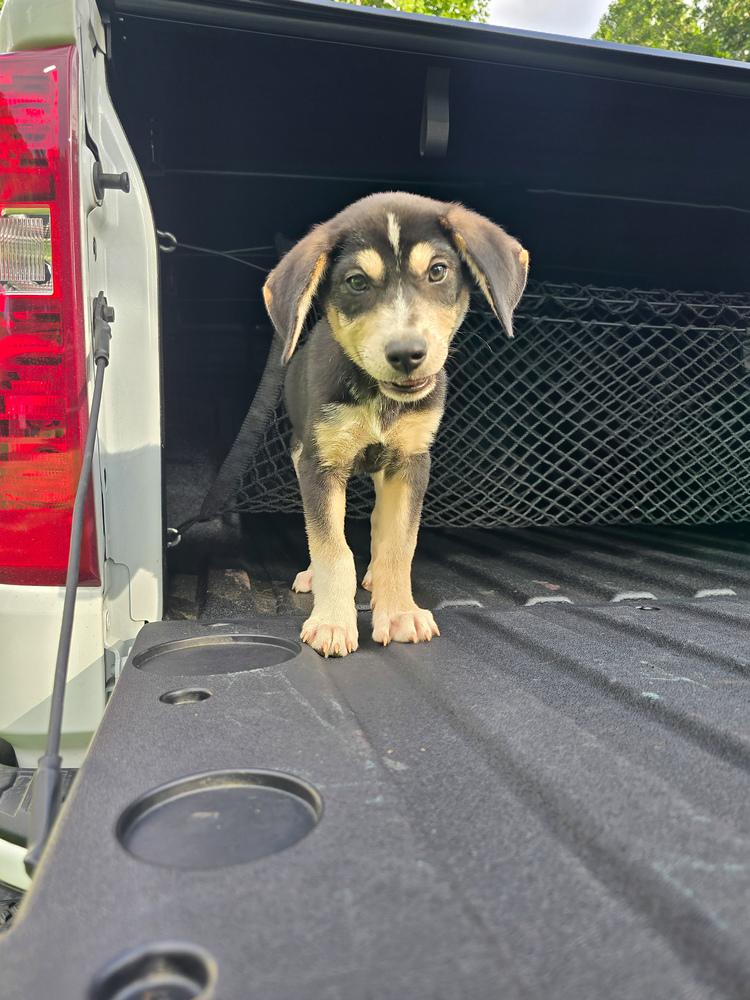 Enlarge Butterscotch, a Adoptable mixed breed in Statesville, NC image 3/6