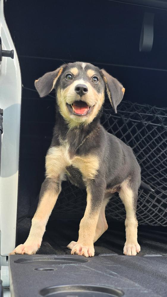 Enlarge Butterscotch, a Adoptable mixed breed in Statesville, NC image 4/6