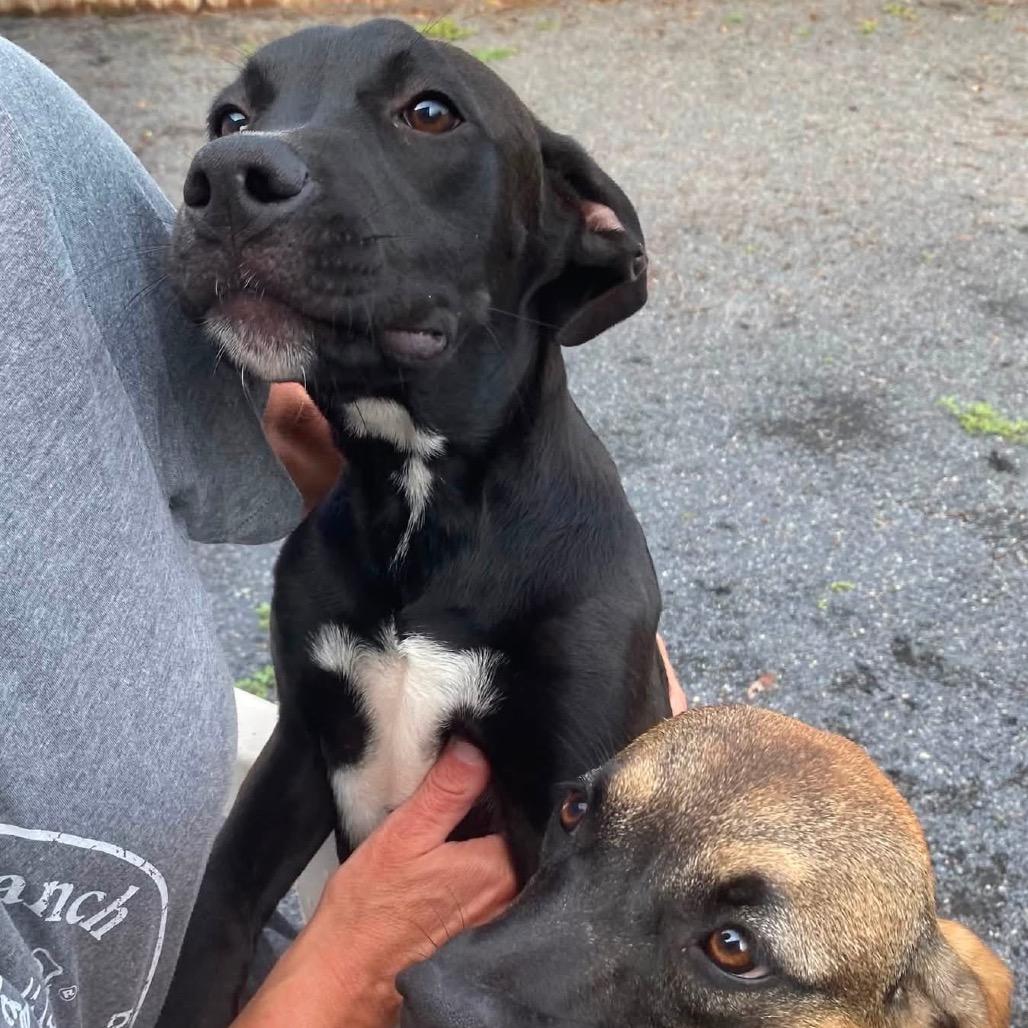 Frodo, Adoptable, Young Male Hound & Terrier.