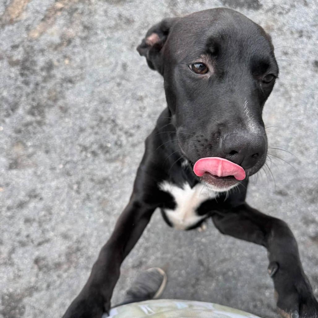 Enlarge Frodo, a Adoptable mixed breed in Quakertown, PA image 2/5