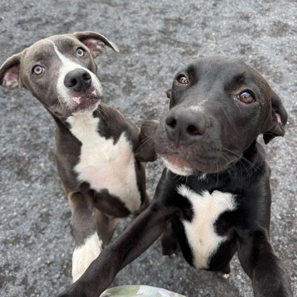 Enlarge Frodo, a Adoptable mixed breed in Quakertown, PA image 3/5