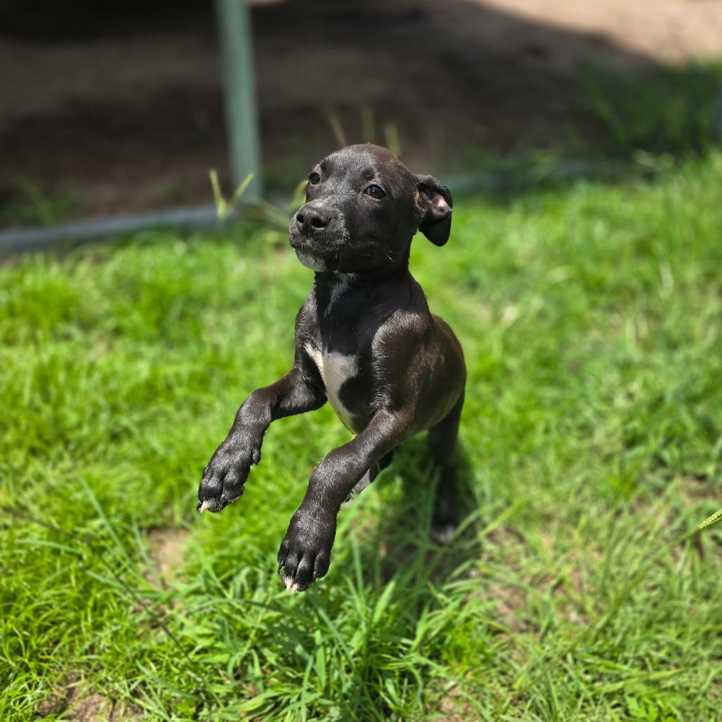 Enlarge Frodo, a Adoptable mixed breed in Quakertown, PA image 4/5