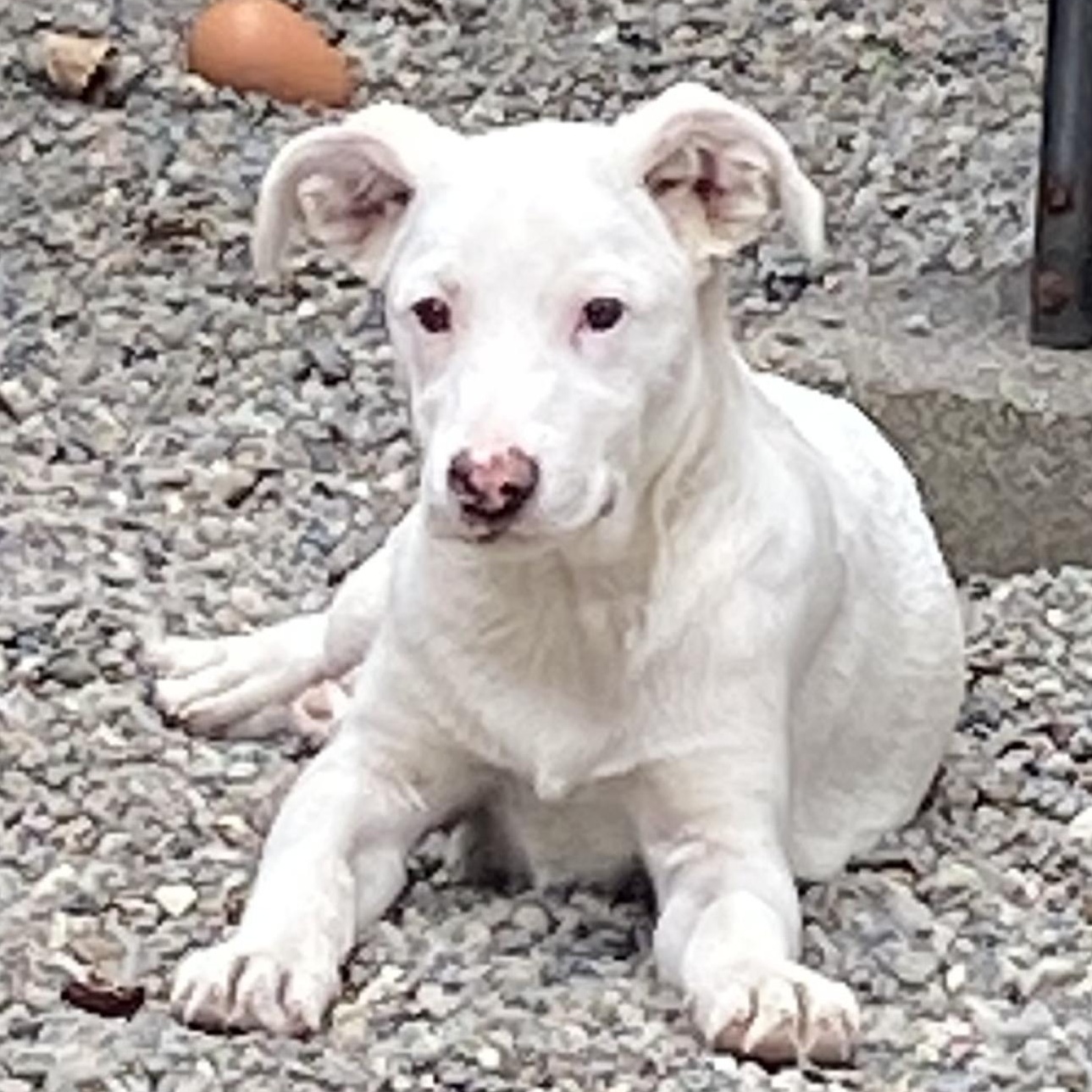 Junco (Little Bird litter), ADOPTABLE, Puppy Female Pit Bull Terrier & German Shepherd Dog.