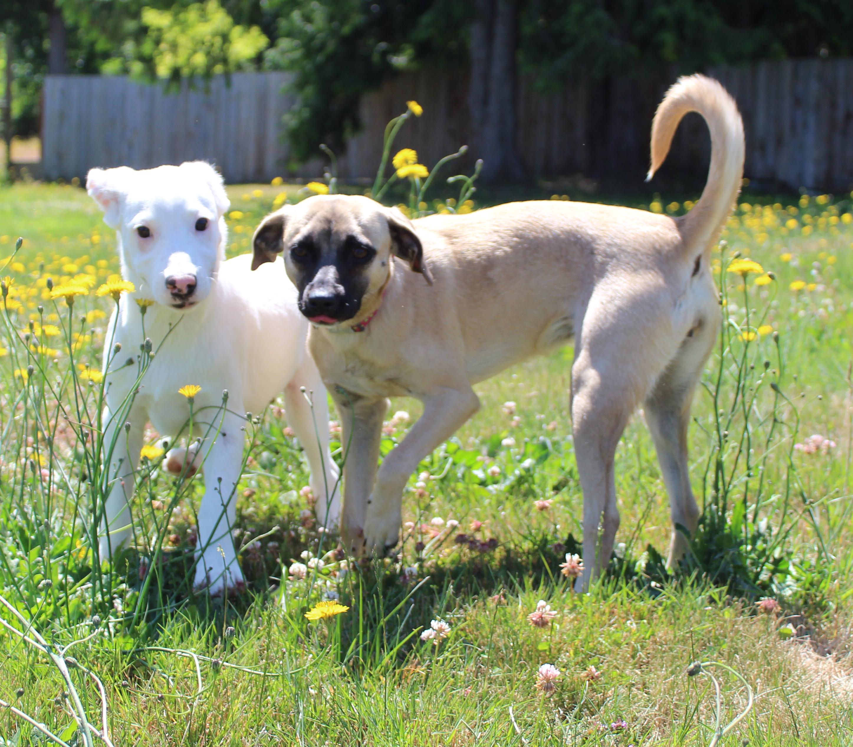 Junco (Little Bird litter), a ADOPTABLE mixed breed in Silvana, WA image 2/6