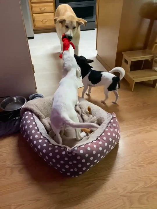 Enlarge Junco (Little Bird litter), a ADOPTABLE mixed breed in Silvana, WA video 6/6